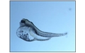 Teratotoxicity in ZebraFish