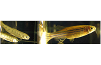 Research publication on Effect of 3, 4-dichloroaniline on growth of juvenile zebrafish (Danio rerio)